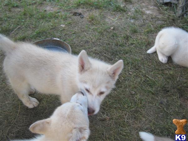 Puppies in Maryville